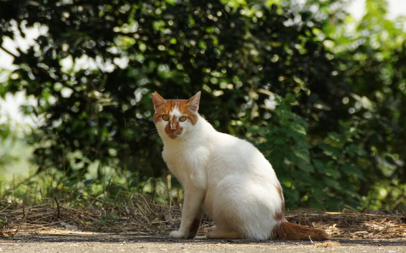 DSC00265