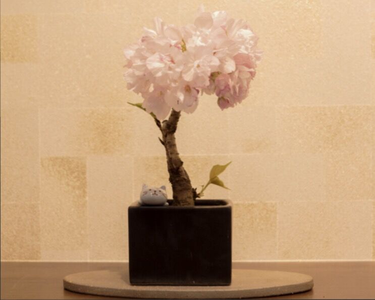 桜盆栽